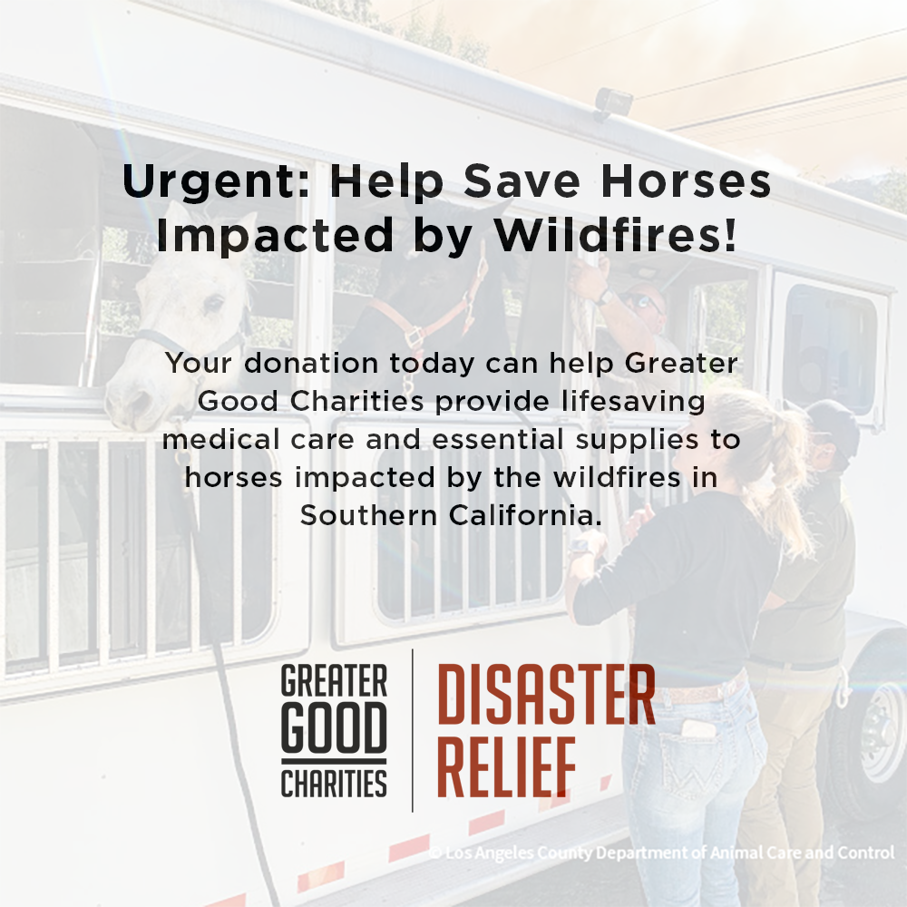 Injured & Displaced Horses Fleeing Raging Wildfires Need Your Help