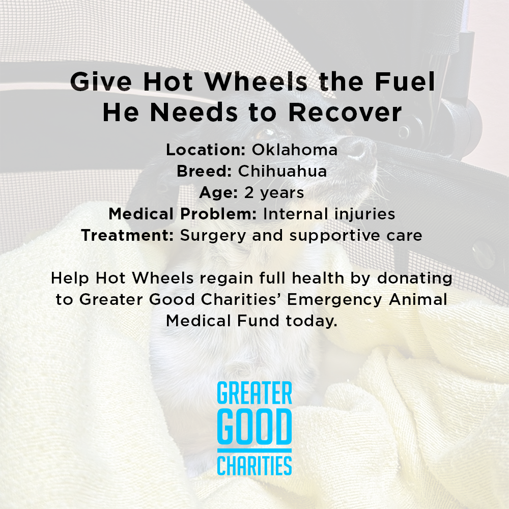 Funded: Dog Found Near Death After Being Hit by Car Needs Your Support to Heal