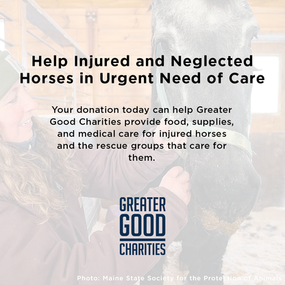 Help Injured and Neglected Horses in Urgent Need of Care