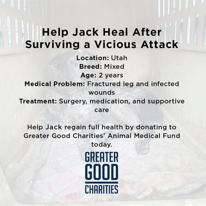 Jack Needs Urgent Care to Recover from a Vicious Attack