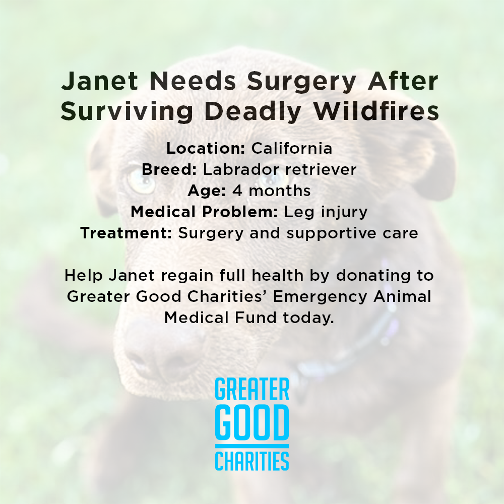 Funded: Injured Puppy Who Survived Deadly Wildfires Needs Leg Amputation to Walk Again