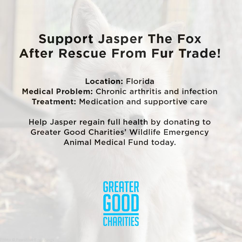 Support Jasper The Fox After Rescue From Fur Trade