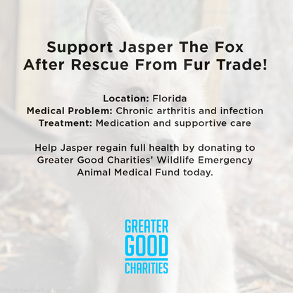 Support Jasper The Fox After Rescue From Fur Trade