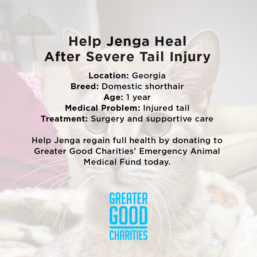 Funded: Cat Suffering from Infected Gunshot Wound Needs Your Help to Heal