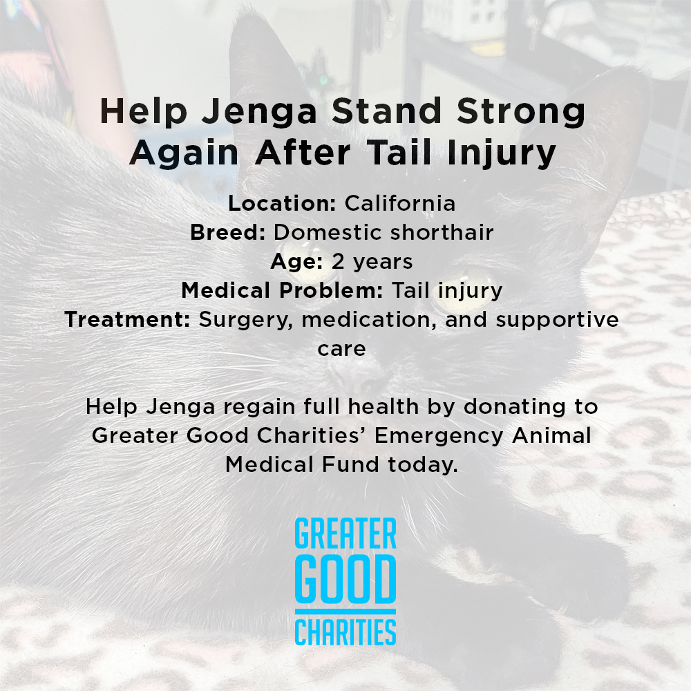 Funded: Help Cat Suffering with Painful Injuries After Being Struck by Car