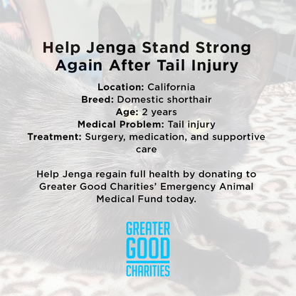 Funded: Help Cat Suffering with Painful Injuries After Being Struck by Car