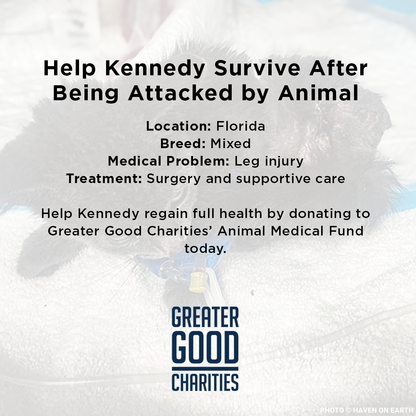 Funded: Help Kennedy Survive After Being Attacked by Animal