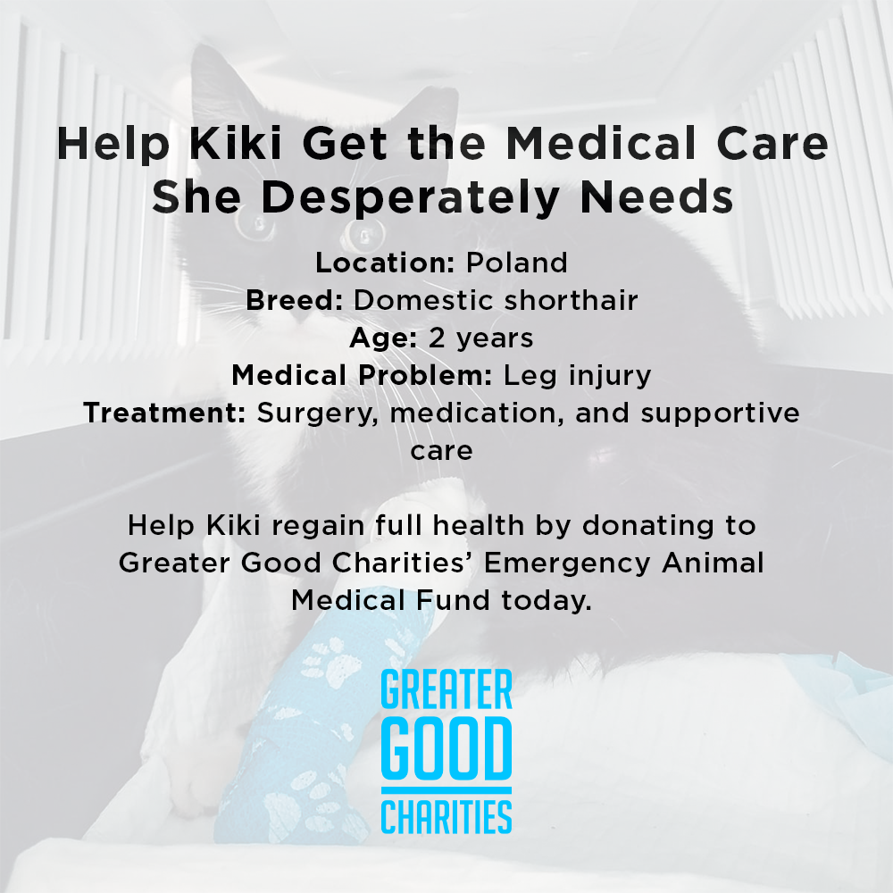 Funded: Help Save Cat Who Was Shot and Found Lying on Side of Road