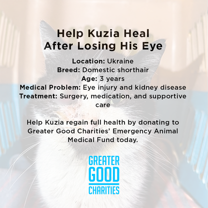 Funded: Help Save Ukraine Cat in Critical Condition with Ruptured Eye