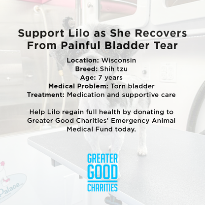 Lilo is Suffering with Painful Bladder Tear and Needs Life-Saving Procedure