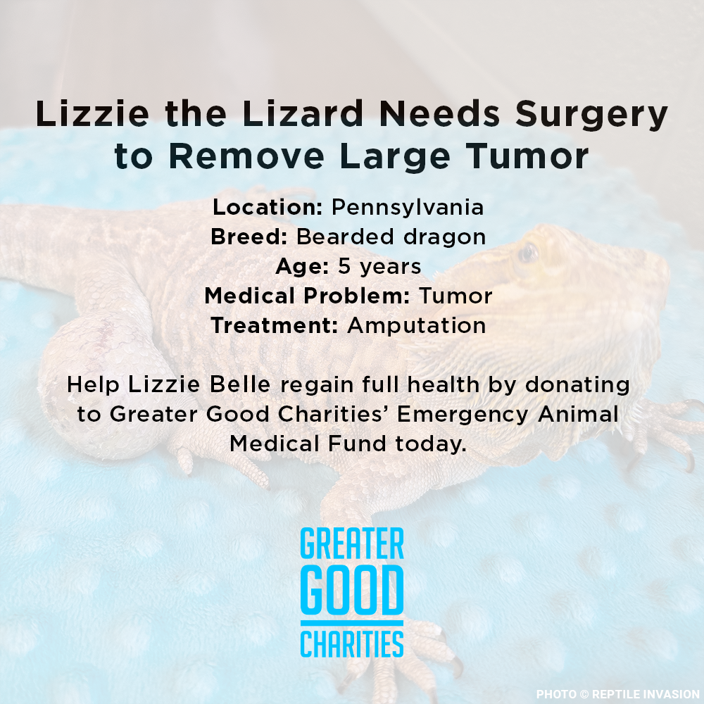Lizzie the Lizard Needs Surgery to Remove Large Tumor