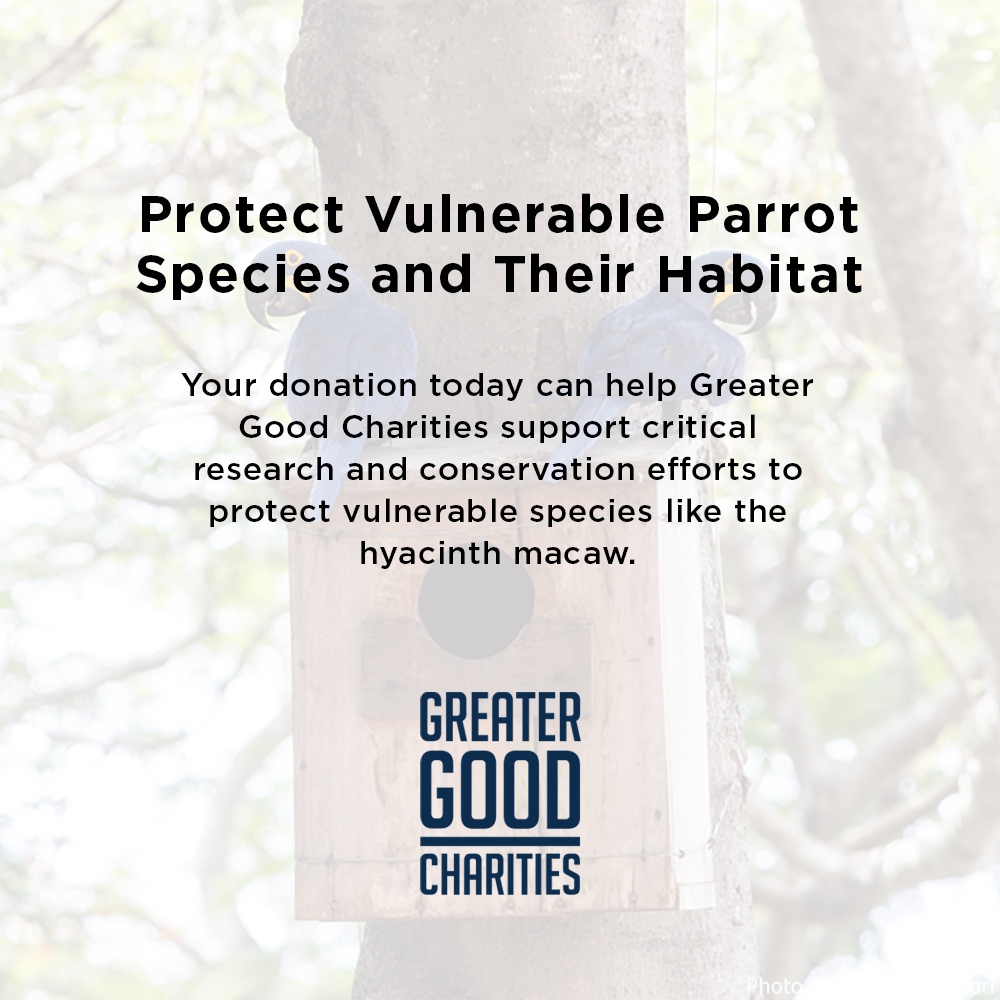 Help Save Vulnerable Parrots from Poachers and Deforestation