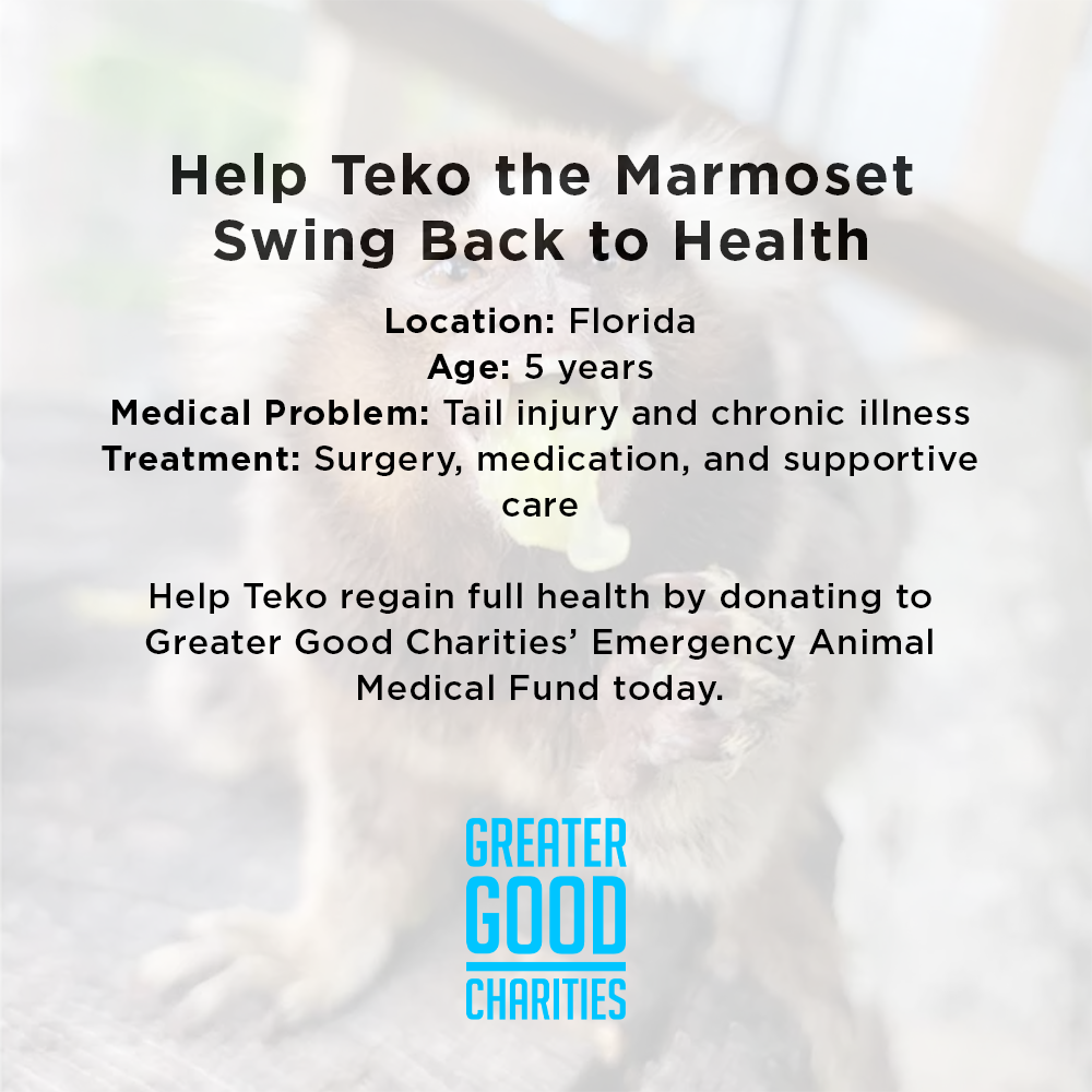 Help Teko the Marmoset Swing Back to Health