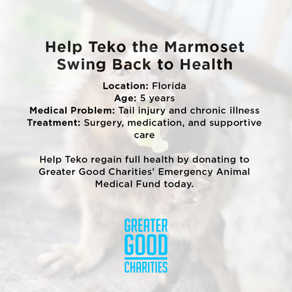 Help Teko the Marmoset Swing Back to Health