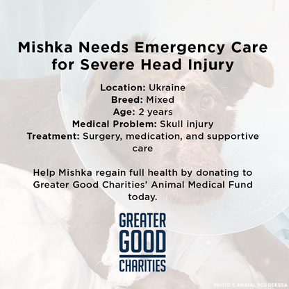 Mishka Needs Emergency Care for Severe Head Injury