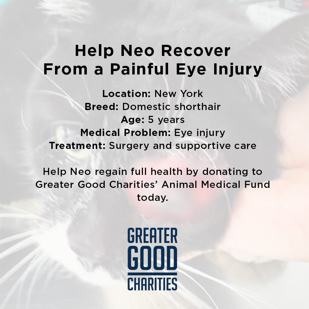 Neo with Painful Protruding Eye Needs Emergency Surgery