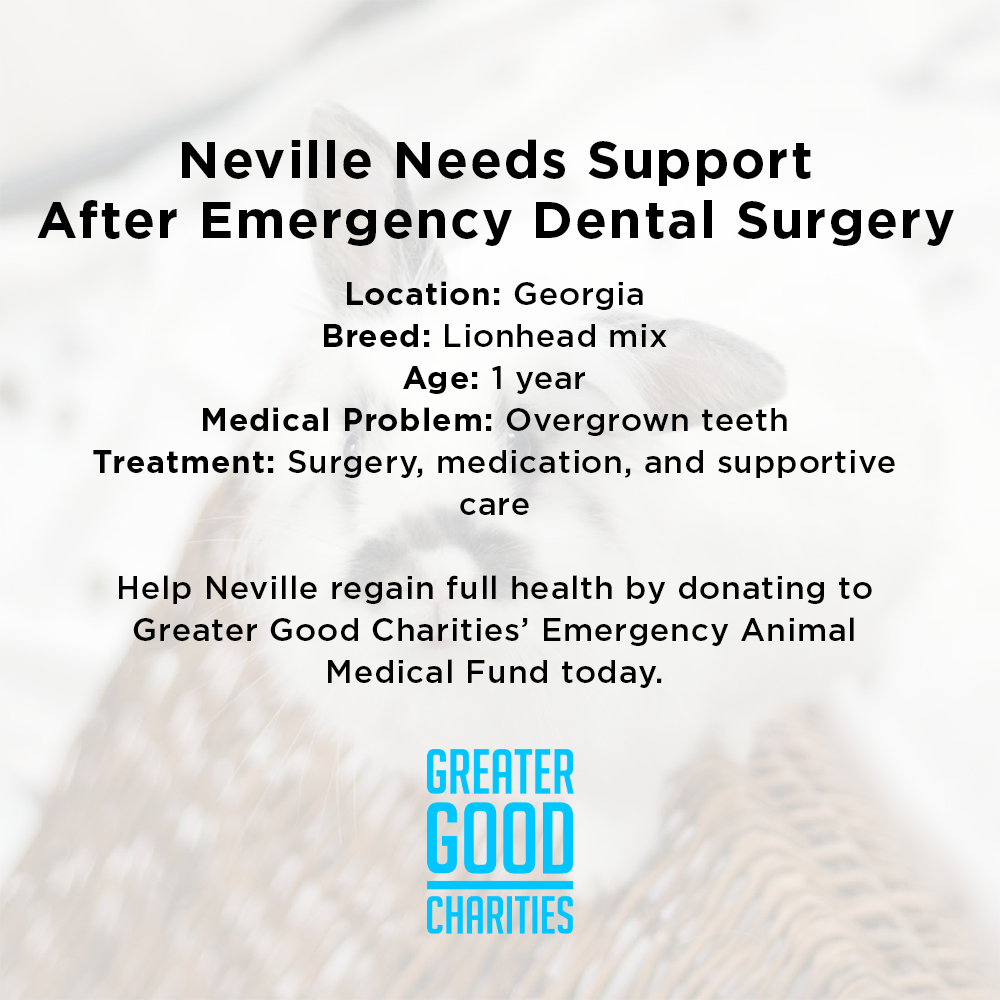 Funded: Neville Needs Support After Emergency Dental Surgery