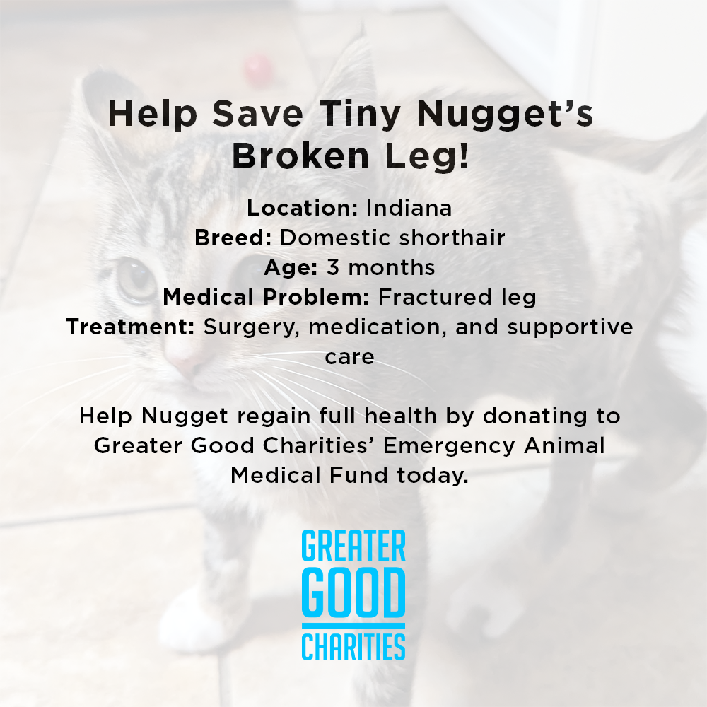 Help Save Tiny Nugget’s Broken Leg