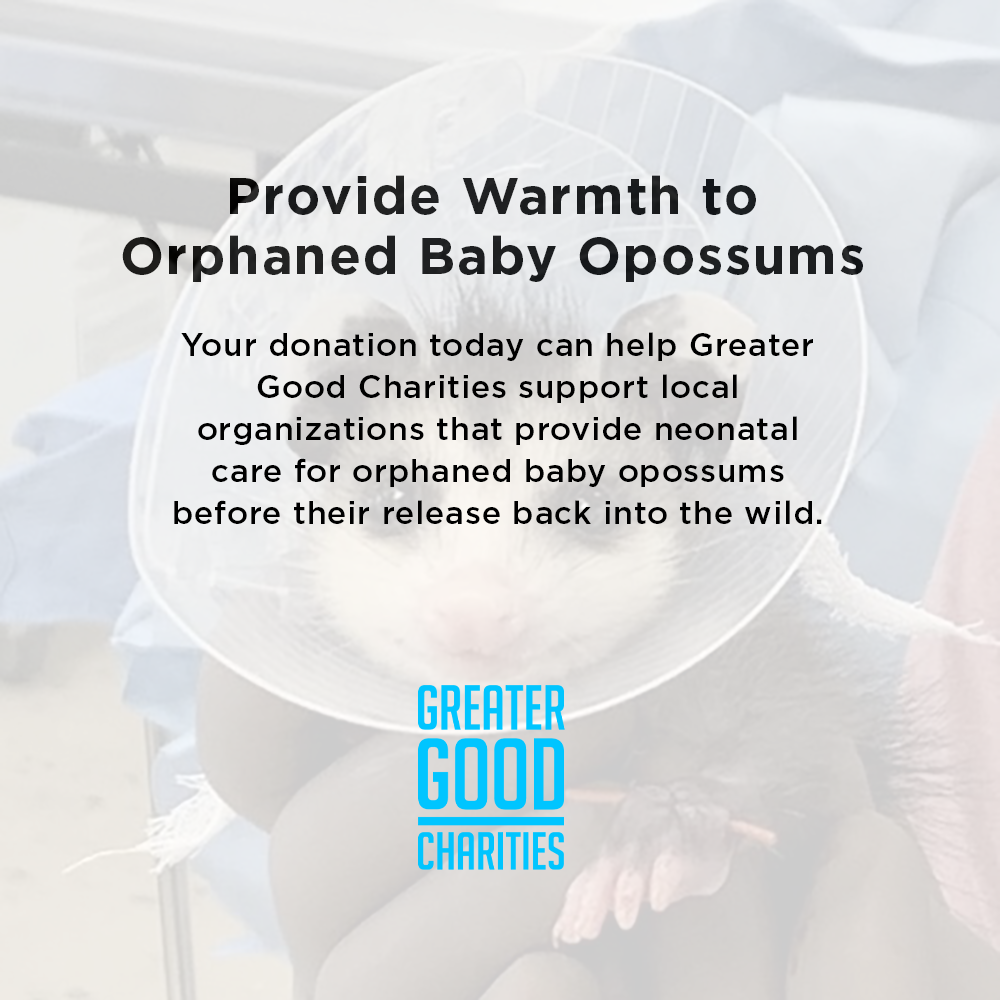 Provide Warmth to Orphaned Baby Opossums