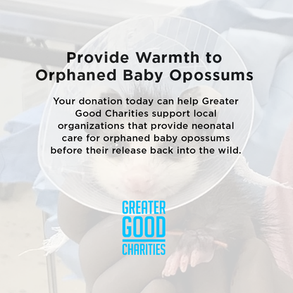 Provide Warmth to Orphaned Baby Opossums