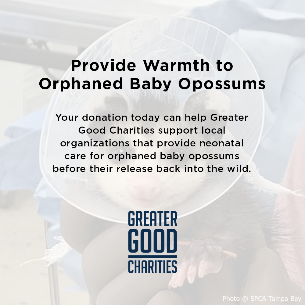 Provide Warmth to Orphaned Baby Opossums
