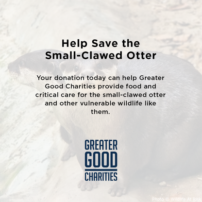 Help Save the Small-Clawed Otter