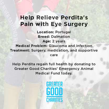 Funded: Blind Dalmatian Surrendered with Bullet Fragments in Her Head Needs Your Support to Heal