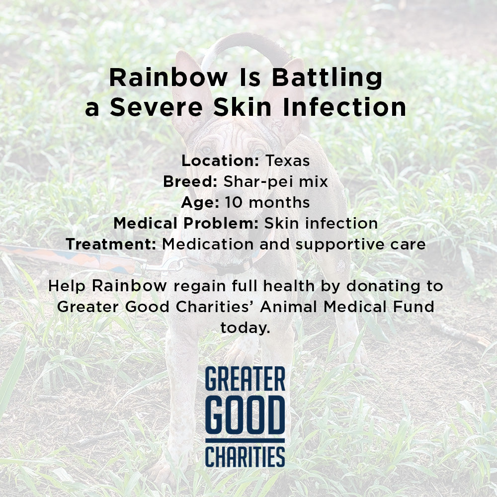 Rainbow Survived Cruelty - Now She Needs Help Healing and Learning to Trust Again