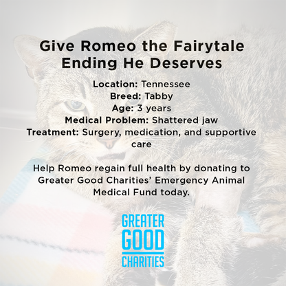 Funded: Cat With Shattered Jaw Needs Your Support to Get Emergency Surgery