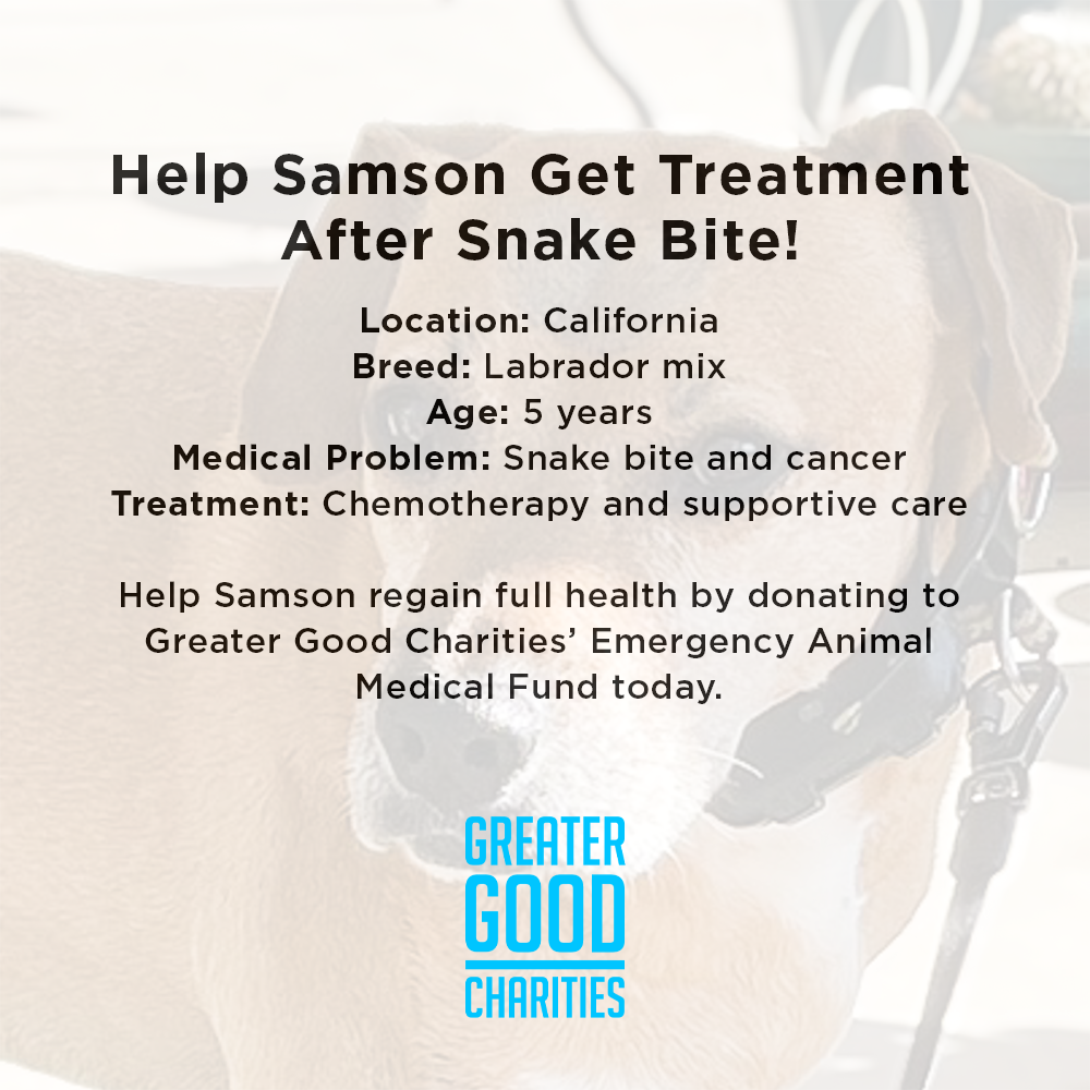 Help Samson Get Treatment After Snake Bite