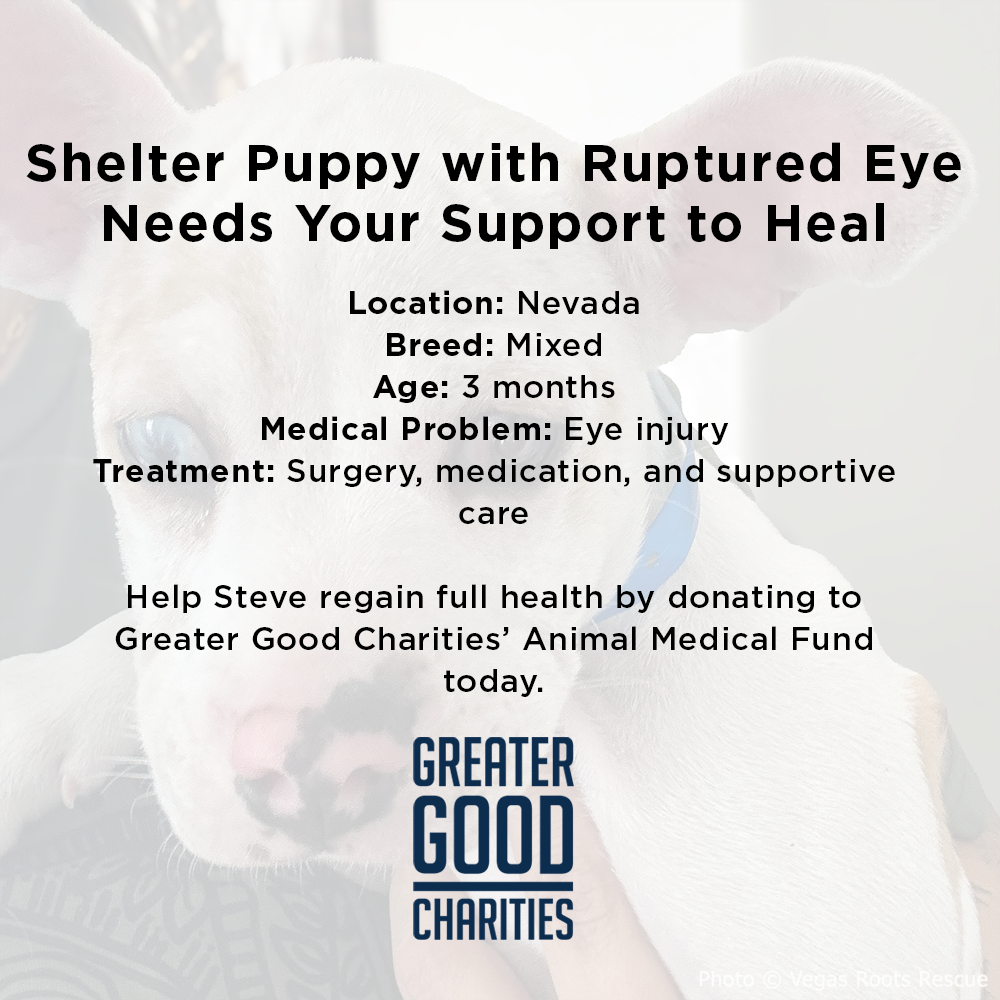 Funded: Shelter Puppy with Ruptured Eye Needs Your Support to Heal