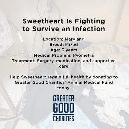 Sweetheart Is Battling a Life-Threatening Infection & Needs Urgent Support