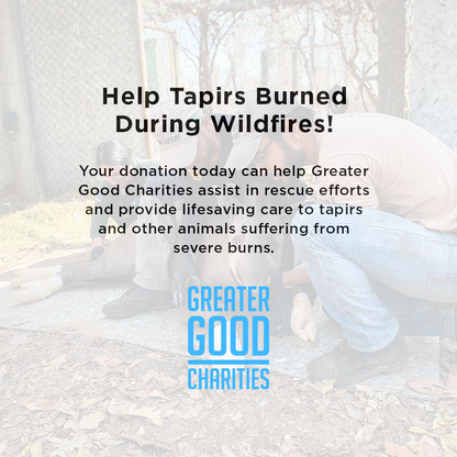 Help Tapirs Burned During Wildfires this Holiday Season