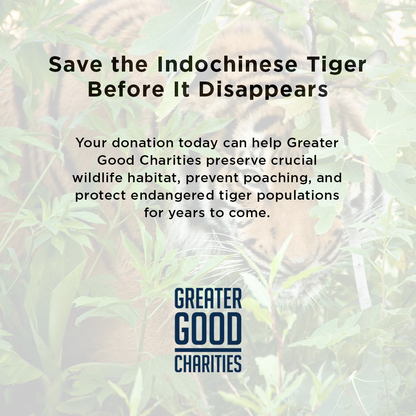 Save the Indochinese Tiger Before It Disappears