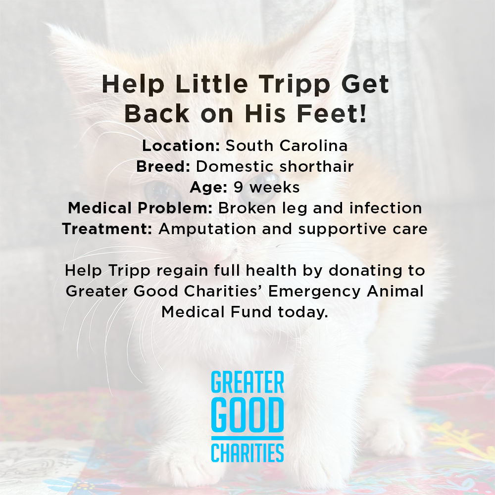 Help Little Tripp Get Back on His Feet