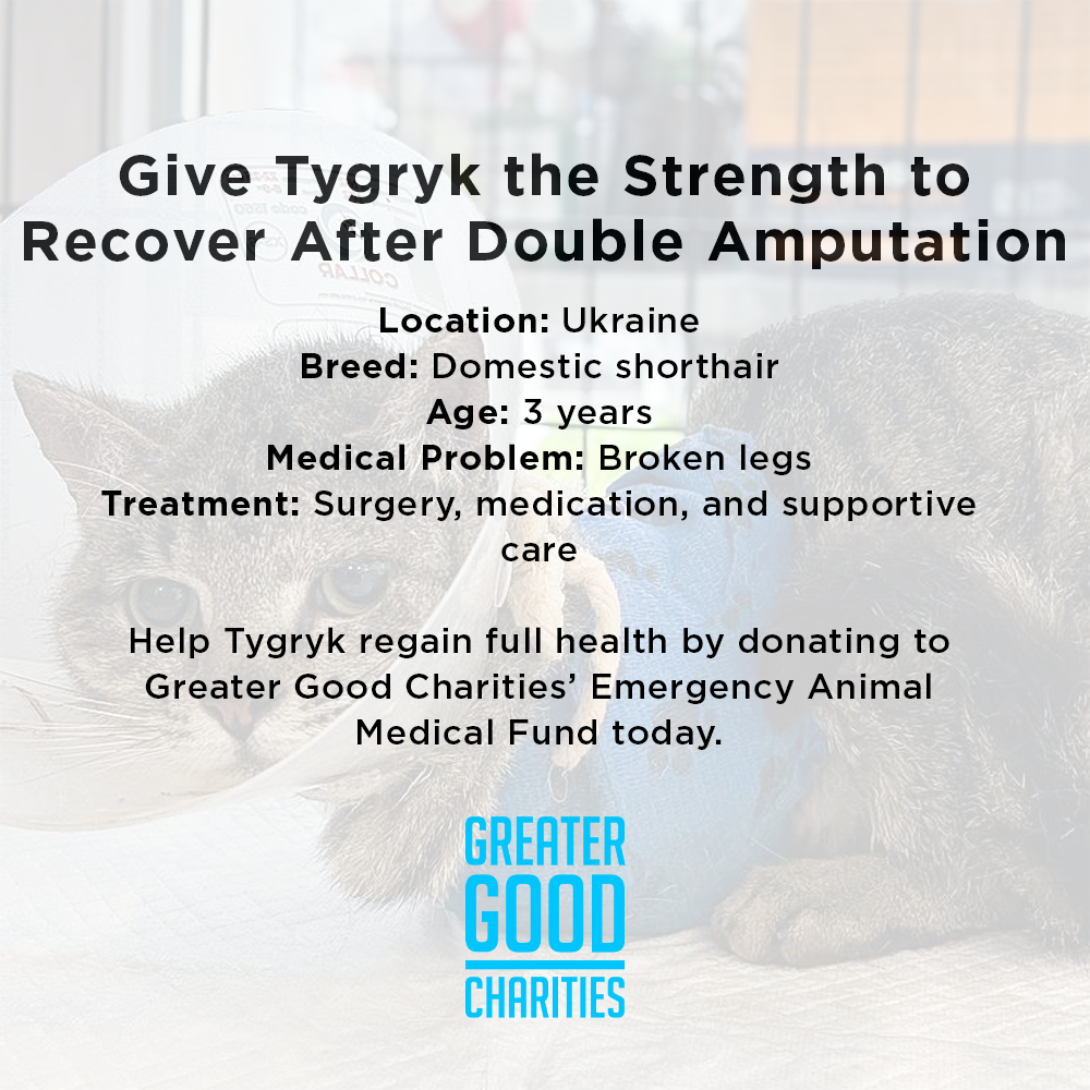 Funded: Give Cat With Crushed Front Legs Second Chance He Deserves