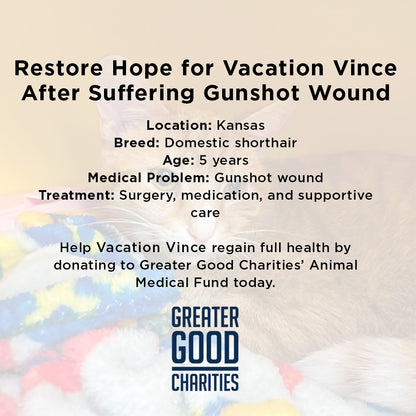 Someone Shot Vince and Stole His Ability to Walk — Help Us Give It Back