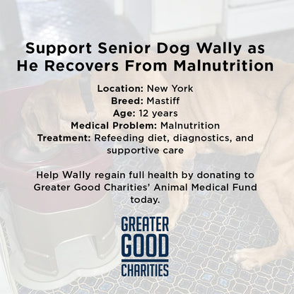 Support Senior Dog Wally as He Recovers from Severe Malnutrition