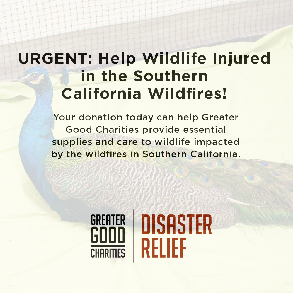 URGENT: Help Wildlife Injured in the Southern California Wildfires