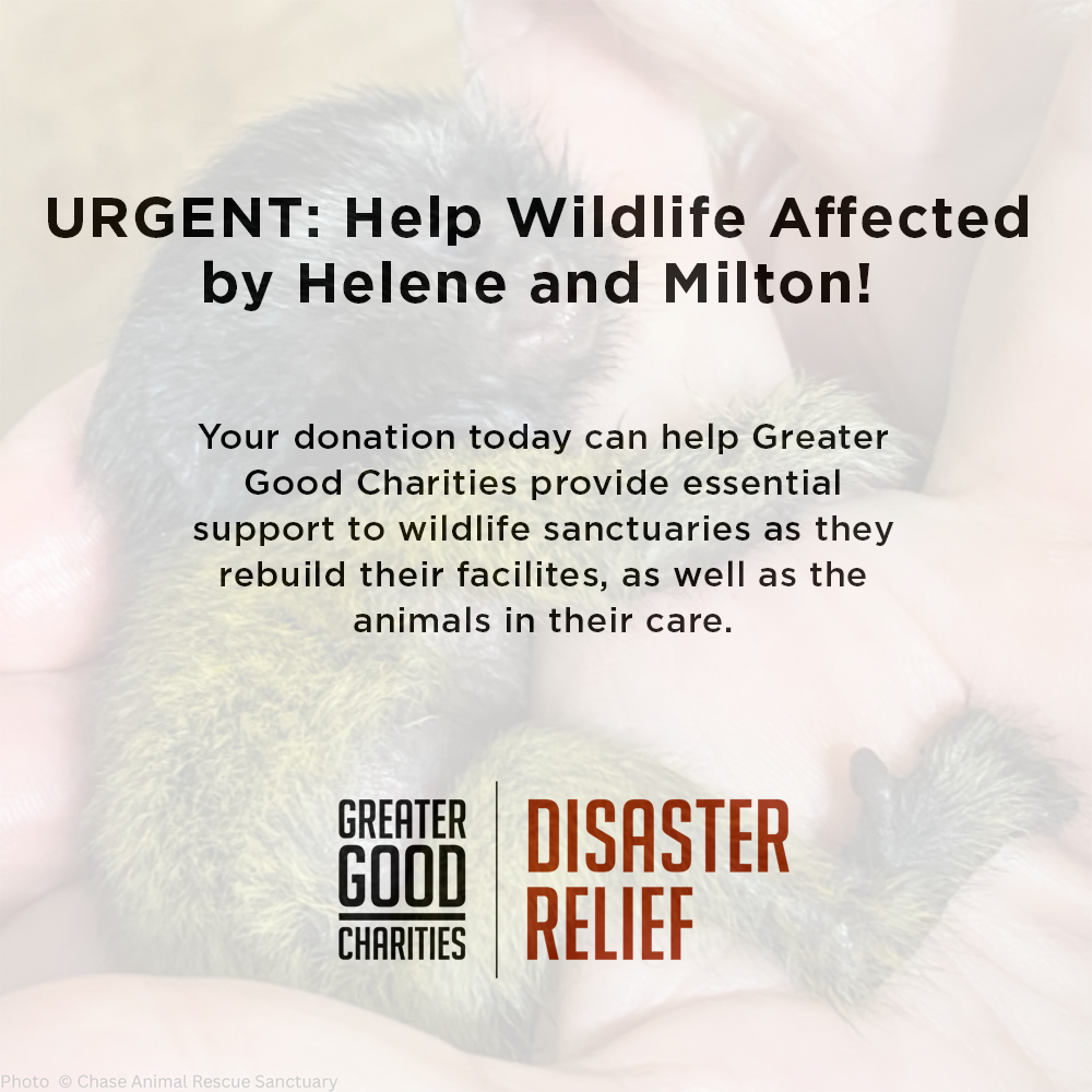 URGENT: Help Wildlife Affected By Recent Hurricanes