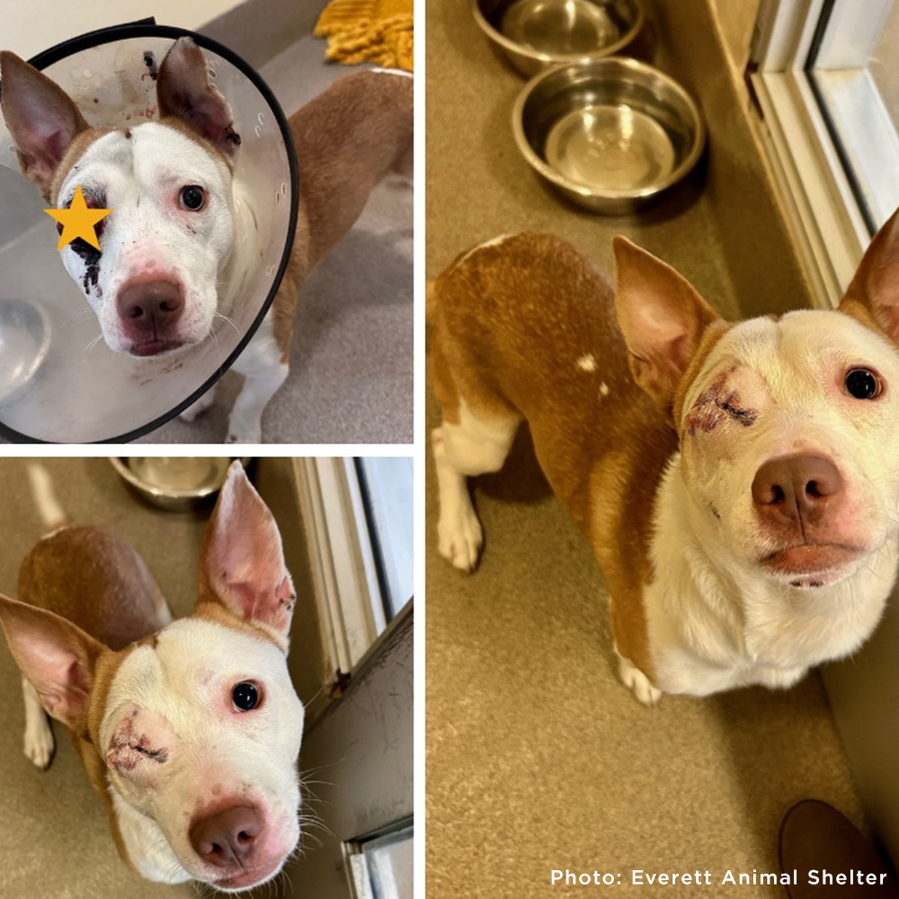 Send a Care Package to a Shelter Pet