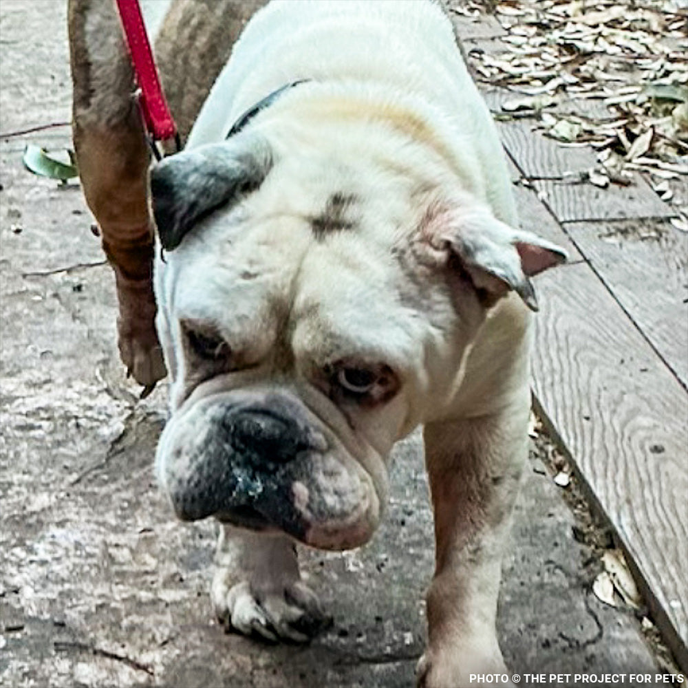 32 Neglected Dogs Rescued from Overcrowded Home Need Emergency Medical Care