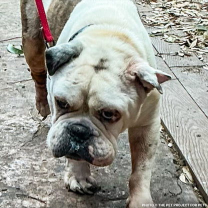 32 Neglected Dogs Rescued from Overcrowded Home Need Emergency Medical Care