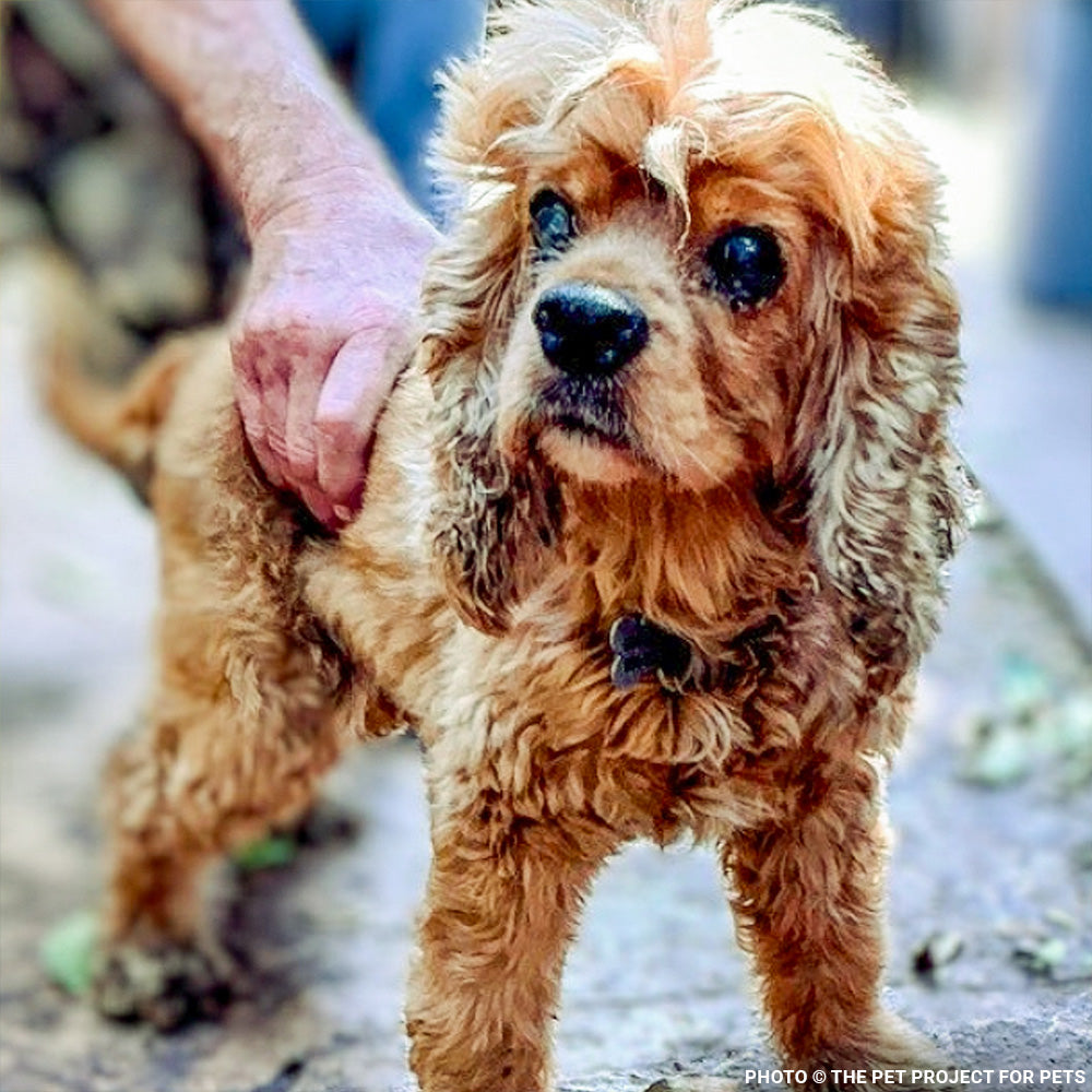 32 Neglected Dogs Rescued from Overcrowded Home Need Emergency Medical Care
