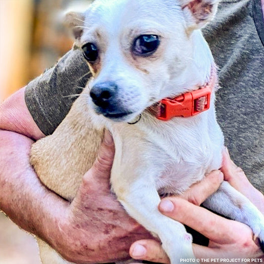 32 Neglected Dogs Rescued from Overcrowded Home Need Emergency Medical Care