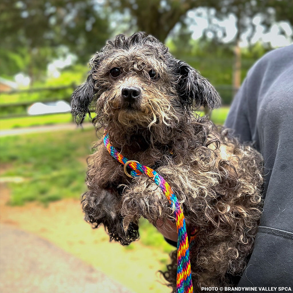 153 Animals Rescued From Hoarding Horrors Are Now Fighting for Their Lives