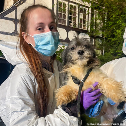 153 Animals Rescued From Hoarding Horrors Are Now Fighting for Their Lives