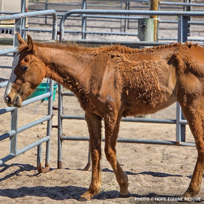 Help Emaciated Horses Heal from Severe Neglect