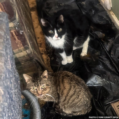 153 Animals Rescued From Hoarding Horrors Are Now Fighting for Their Lives