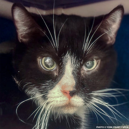 153 Animals Rescued From Hoarding Horrors Are Now Fighting for Their Lives